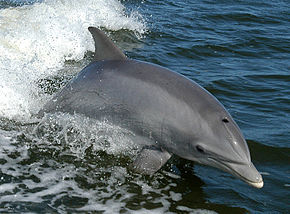 Grand dauphin TURSIOPS TRUNCATUS